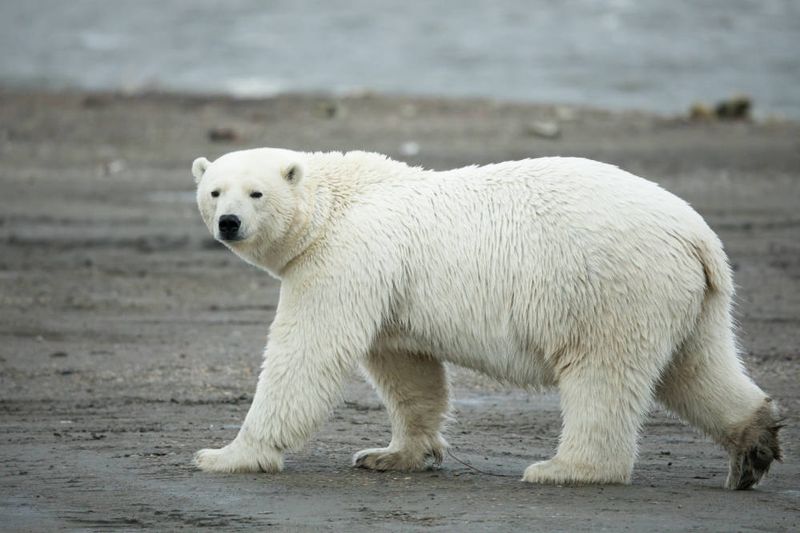 Polar bear walking on beach at Arctic National Wildlife Refuge.
