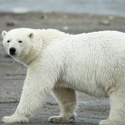 Polar bear walking on beach at Arctic National Wildlife Refuge.
