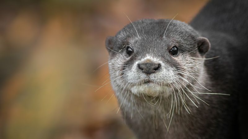close-up photograph of the face of an Asian small-clawed otter