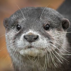 close-up photograph of the face of an Asian small-clawed otter