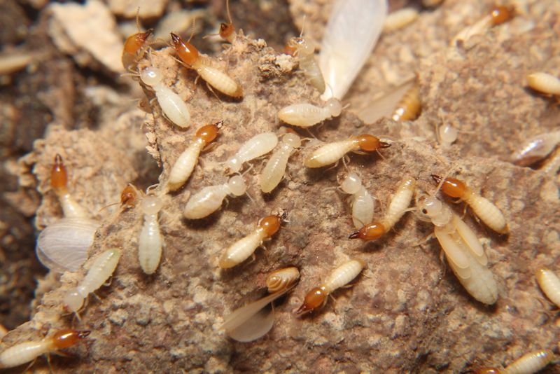 Asian subterranean termite mound