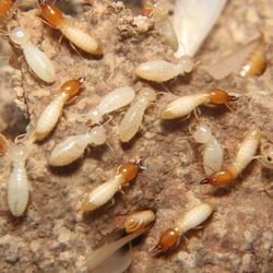 Asian subterranean termite mound
