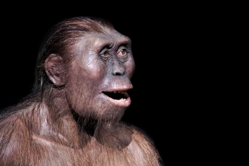 Model of ancient human ancestor australopithecus afarensis