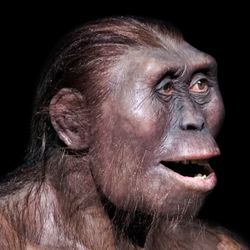 Model of ancient human ancestor australopithecus afarensis