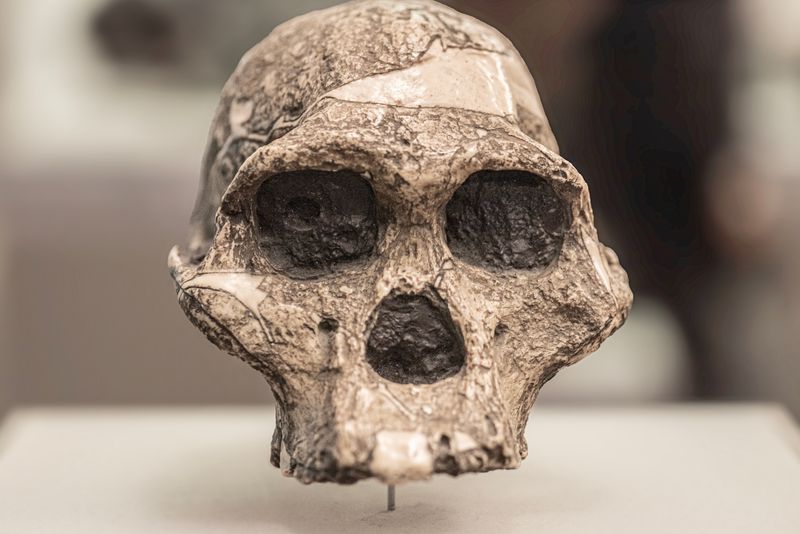 close up photograph of the incomplete skull of a specimen of Australopithecus africanus, an ancient species of hominin