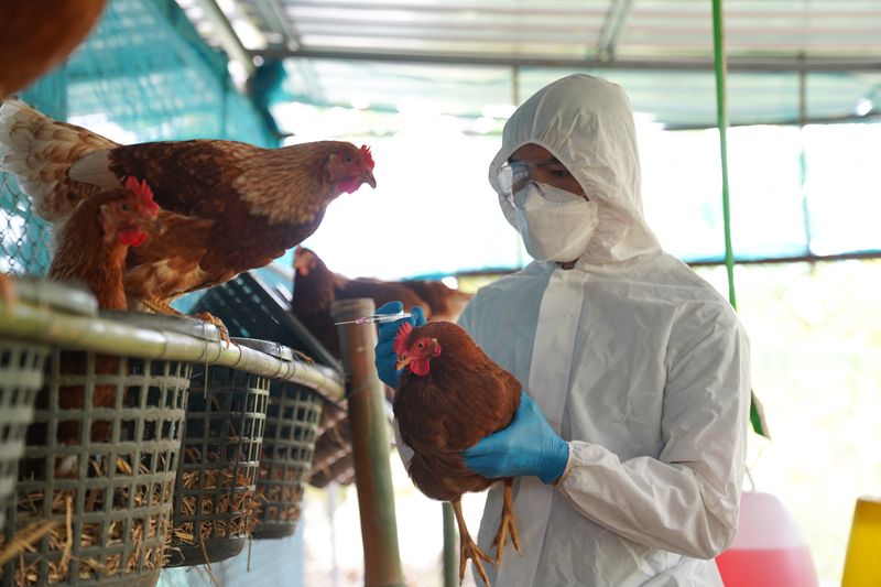 A man in a full body plastic hazard suit wearing a white face mask and blue gloves is holding a chicken and examining another that is standing at eye level on a suspended basket. 