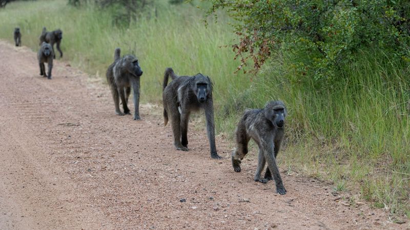 Baboons on a dirt road walking in a single file line.