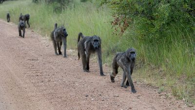 Baboons on a dirt road walking in a single file line.