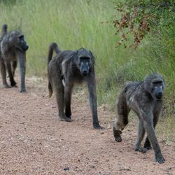 Baboons on a dirt road walking in a single file line.