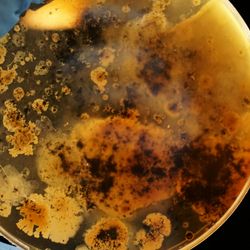  Bacterial colonies grown on an agar plate in combination with iron powder