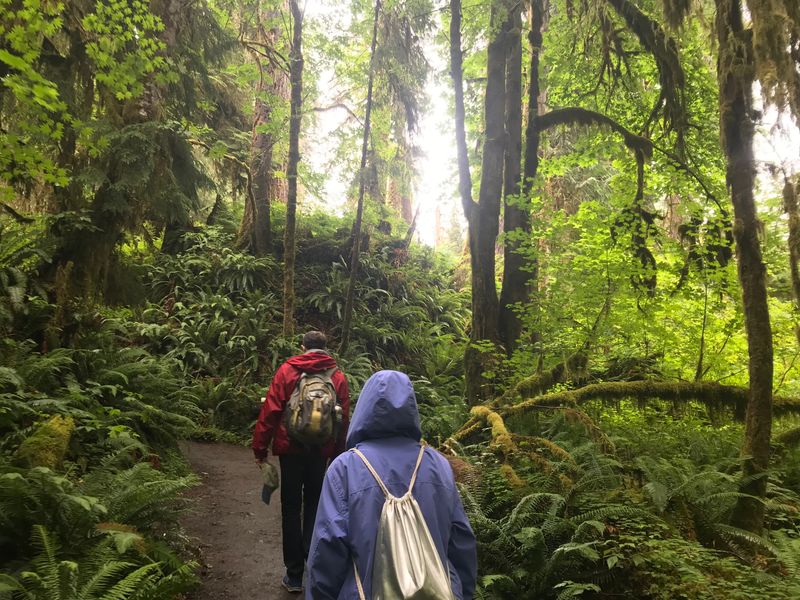 A photo shows two people walking away from the camera along a woodland path. The forest is dense and green, with lush ferns and undergrowth either side of the path. The two people are a man wearing a red rain coat and carrying a brown rucksack, and a woman behind him wearing a blue raincoat. She has her hood up. 