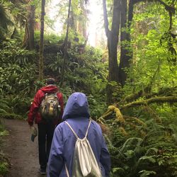A photo shows two people walking away from the camera along a woodland path. The forest is dense and green, with lush ferns and undergrowth either side of the path. The two people are a man wearing a red rain coat and carrying a brown rucksack, and a woman behind him wearing a blue raincoat. She has her hood up. 