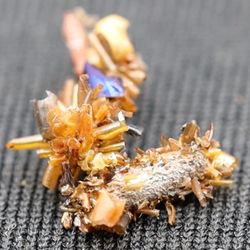 Two bone collector caterpillars in captivity sporting pieces of the insects they have eaten.