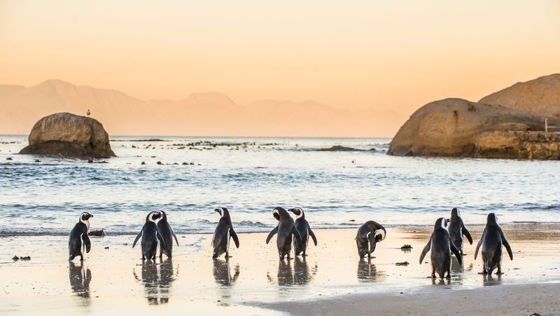 Penguins frolicking on Boulders Beach in the southern region of Cape Town, South Africa. 