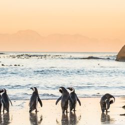 Penguins frolicking on Boulders Beach in the southern region of Cape Town, South Africa. 
