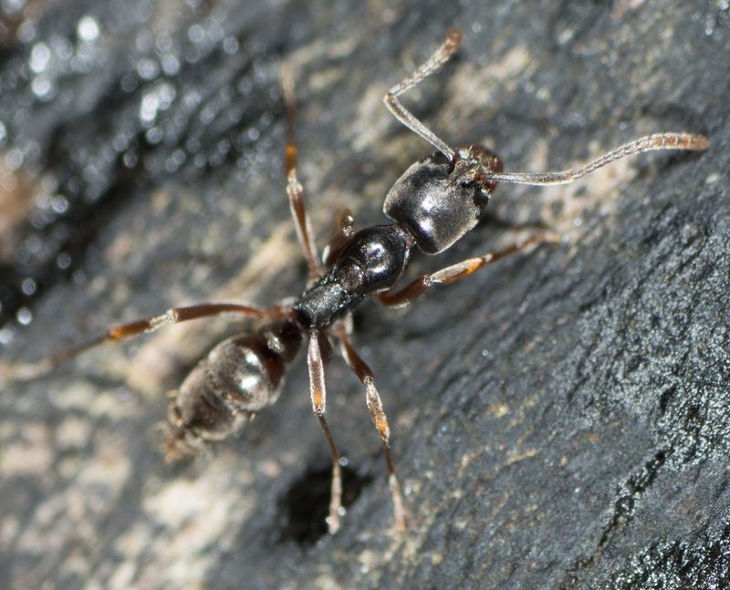 Shiny black ant on a piece of bark