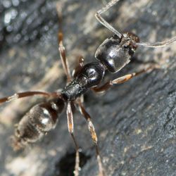 Shiny black ant on a piece of bark