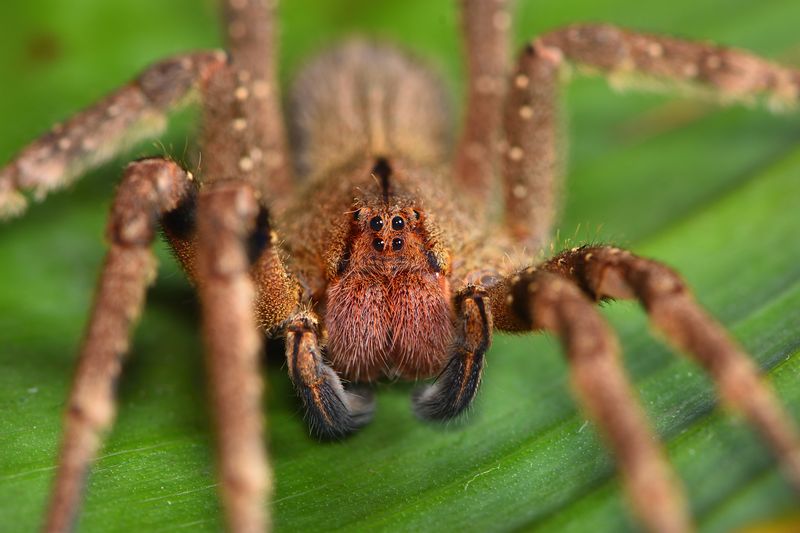 Large brown friendly looking spider with four eyes on a green leaf.