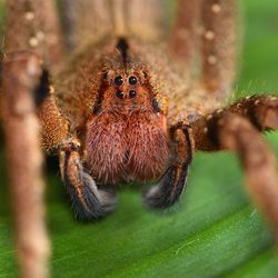 Large brown friendly looking spider with four eyes on a green leaf.