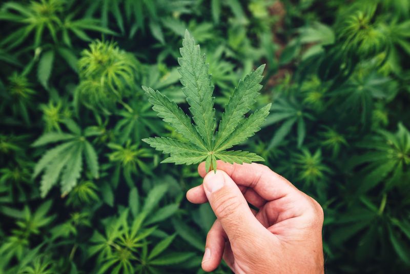 hand holding a cannabis plant leaf, with lots of other plants in the background
