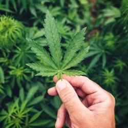 hand holding a cannabis plant leaf, with lots of other plants in the background