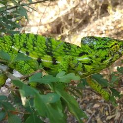 Bright green chameleon on some leafy branches. The animal has a black pattern over some of its body.