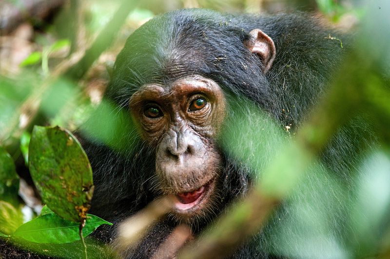 Cheeky chimp