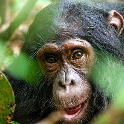Cheeky chimp