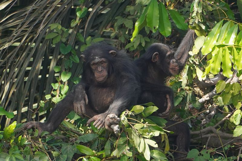 two West African chimpanzees sitting side by side in a tree surrounded by green foliage