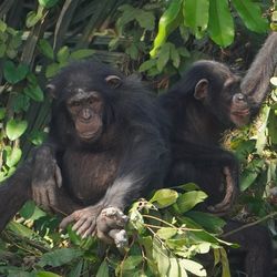 two West African chimpanzees sitting side by side in a tree surrounded by green foliage