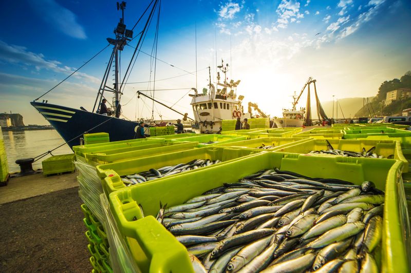 A photo showing a close up of multiple lidless green plastic boxes filled with dead fish. The boxes are arranged in the foreground. Behind them is a small commercial fishing boat at a dock. The photo was taken early morning. The water is still and the sky is blue. 