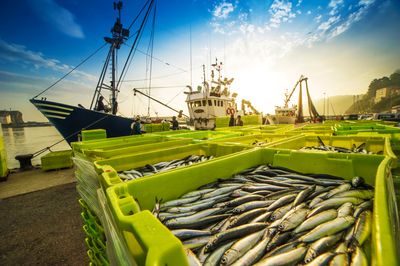 A photo showing a close up of multiple lidless green plastic boxes filled with dead fish. The boxes are arranged in the foreground. Behind them is a small commercial fishing boat at a dock. The photo was taken early morning. The water is still and the sky is blue. 