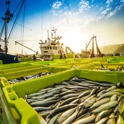A photo showing a close up of multiple lidless green plastic boxes filled with dead fish. The boxes are arranged in the foreground. Behind them is a small commercial fishing boat at a dock. The photo was taken early morning. The water is still and the sky is blue. 
