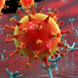 A coronavirus binding to ACE2