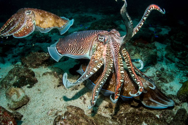 Reef cuttlefish in the Andaman Sea, Thailand