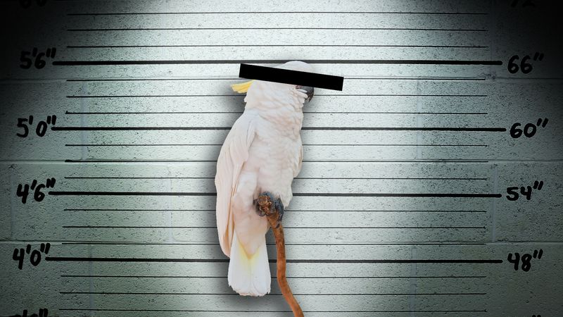 A cockatoo in front of a mugshot wall with a black bar covering its eyes