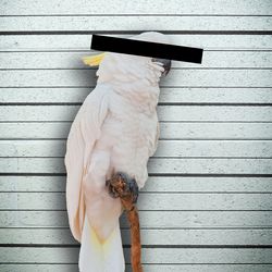 A cockatoo in front of a mugshot wall with a black bar covering its eyes