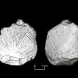 Engraved cores from Palaeolithic caves