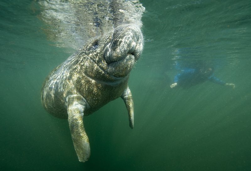 A manatee and a snorkler swim under the surface of green water