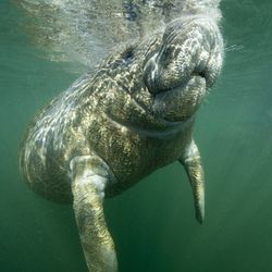 A manatee and a snorkler swim under the surface of green water