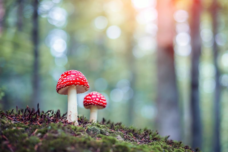 Fly agaric (Amanita muscari) mushrooms with their classic red caps in a forest.