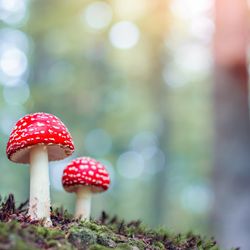 Fly agaric (Amanita muscari) mushrooms with their classic red caps in a forest.