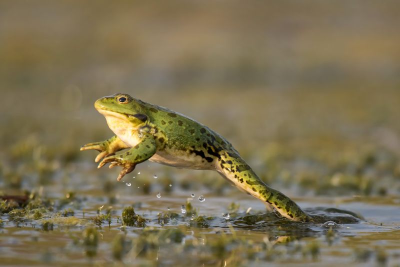 green frog jumping out of water