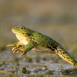 green frog jumping out of water