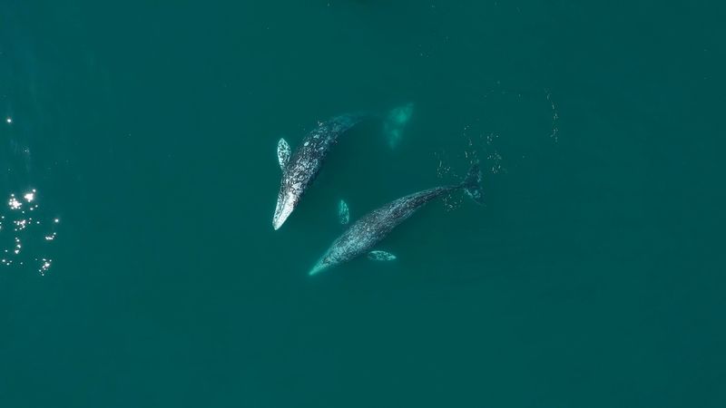 Gray whales are just one of the many whale and dolphin species documented exhibiting same-sex behavior in both males and females. Others include humpbacks, orcas, and bottlenose dolphins. 