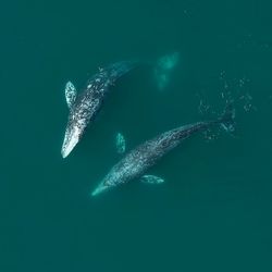 Gray whales are just one of the many whale and dolphin species documented exhibiting same-sex behavior in both males and females. Others include humpbacks, orcas, and bottlenose dolphins. 