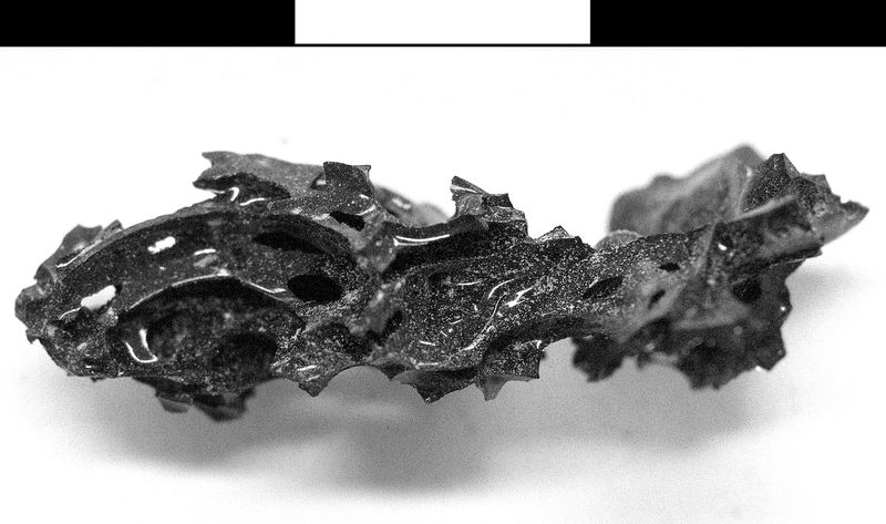 Fragment of vitrified brain from Herculaneum