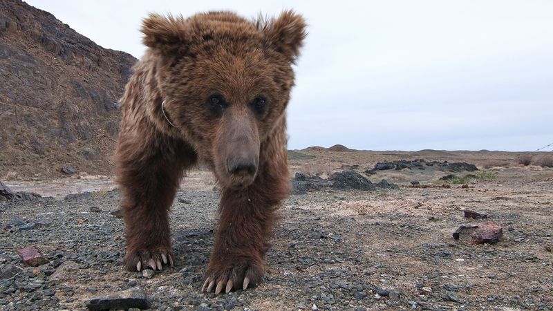 a rare gobi bear walking across the arid gobi desert