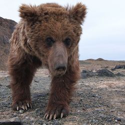 a rare gobi bear walking across the arid gobi desert