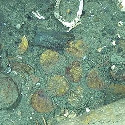 Gold coins on the seabed among the shipwreck date to the early 18th century.